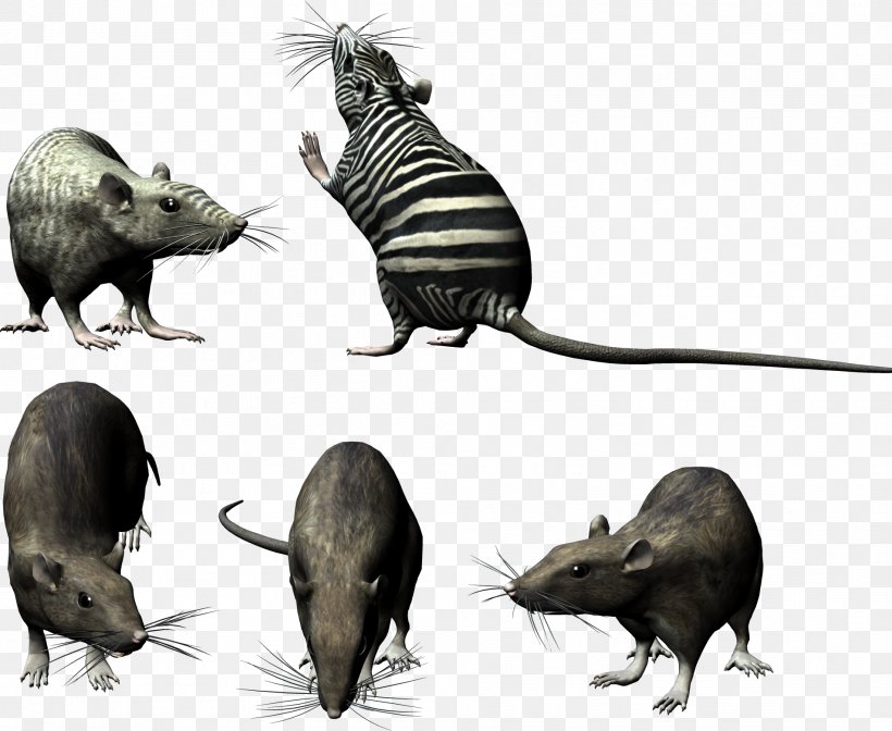 Computer Mouse Rat Clip Art, PNG, 1904x1561px, Computer Mouse, Computer, Directory, Fauna, Mammal Download Free