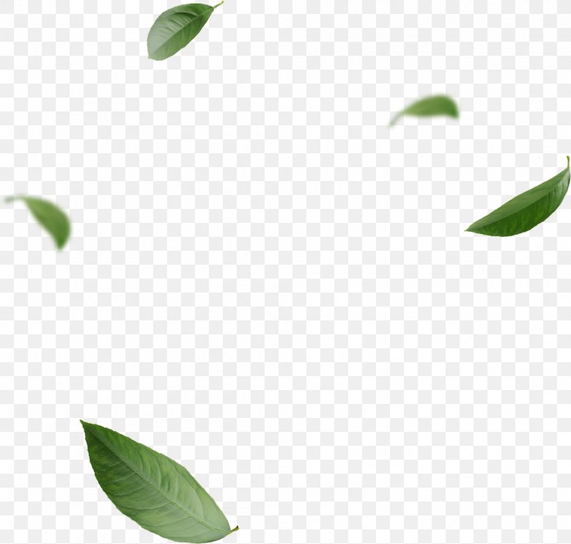 Green Tea Matcha Sencha Ito En, PNG, 1007x960px, Green Tea, Antioxidant, Branch, Hybrid Wood, Ito En Download Free