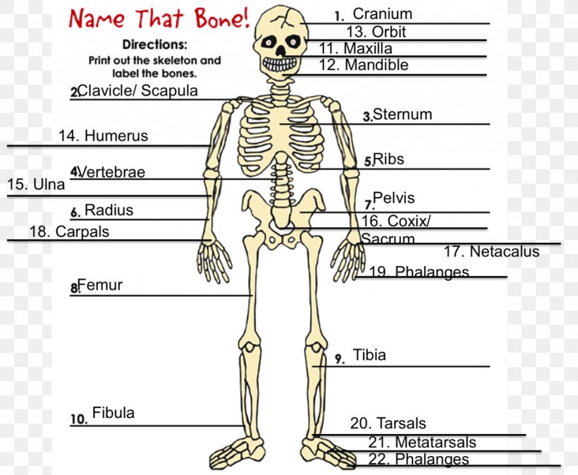 Human Skeleton Homo Sapiens Bone Hydrostatic Skeleton, PNG, 974x800px, Watercolor, Cartoon, Flower, Frame, Heart Download Free