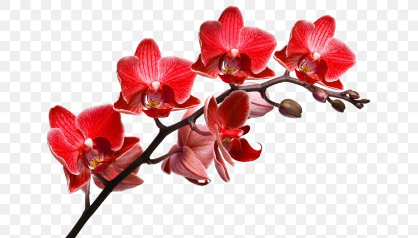 Orchids Desktop Wallpaper Stock Photography Depositphotos, PNG, 700x466px, Orchids, Blossom, Branch, Coconut Paradise Villas, Cut Flowers Download Free