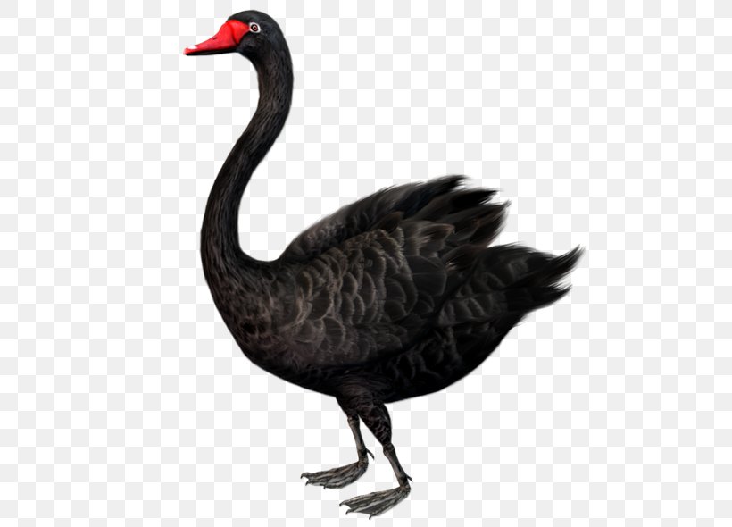 The Black Swan: The Impact Of The Highly Improbable Black Swan Theory Clip Art, PNG, 600x590px, Black Swan, Beak, Bird, Black Swan Theory, Cygnini Download Free