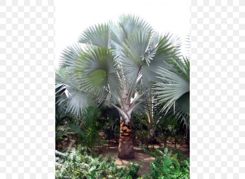 Asian Palmyra Palm Babassu Saw Palmetto Arecaceae Oil Palms, PNG, 600x600px, Asian Palmyra Palm, Arecaceae, Arecales, Attalea, Attalea Speciosa Download Free