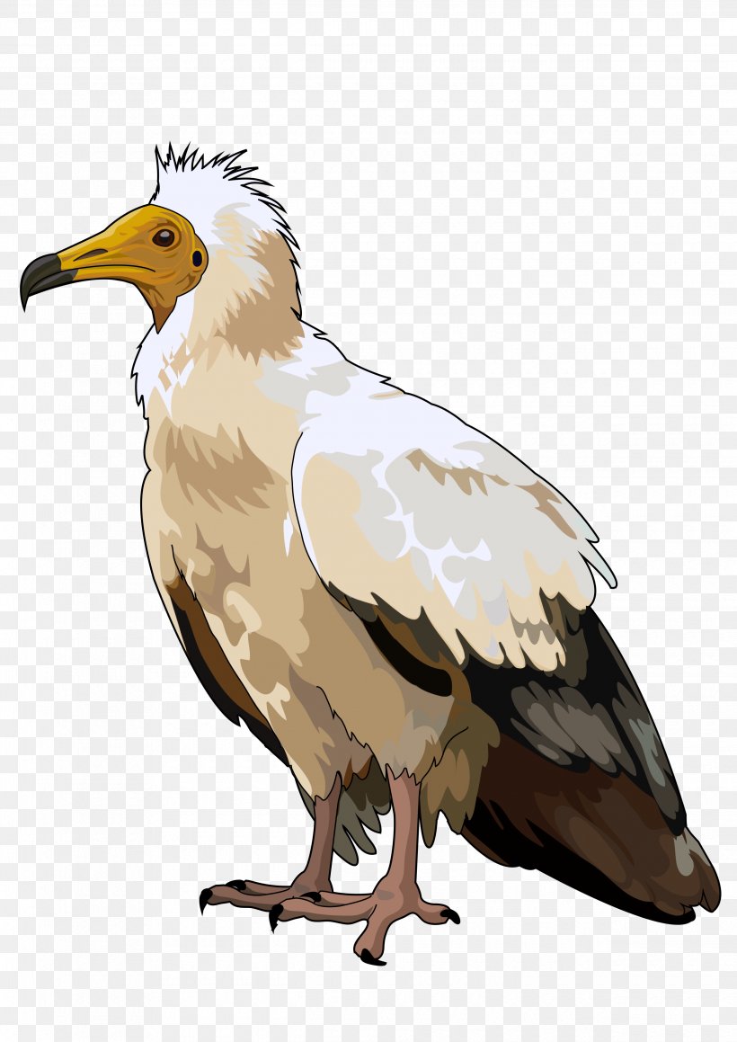 Bald Eagle Bird Domestic Canary Canary Islands Vulture, PNG, 2480x3508px, Bald Eagle, Accipitriformes, Beak, Bird, Bird Of Prey Download Free