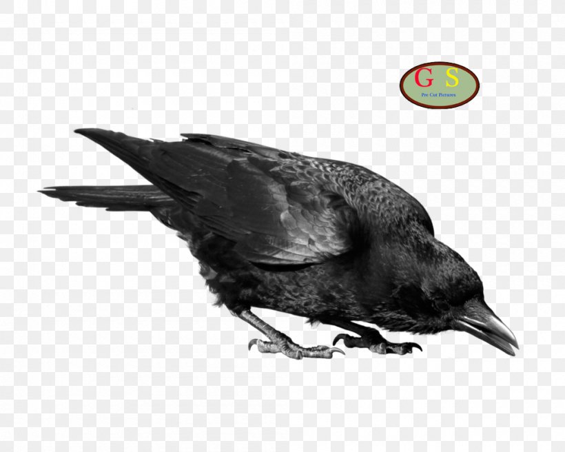 Crows Clip Art, PNG, 1000x800px, Crows, American Crow, Beak, Bird, Crow Download Free