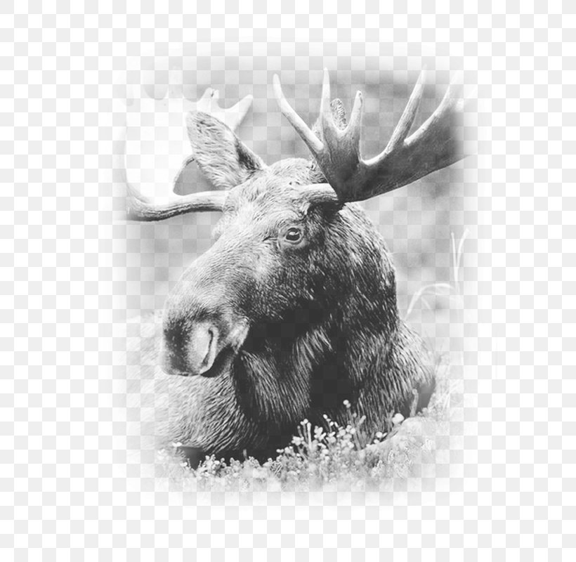 Moose Deer Elk Antler Image, PNG, 800x800px, Moose, Antler, Black And White, Cattle Like Mammal, Colorado Download Free