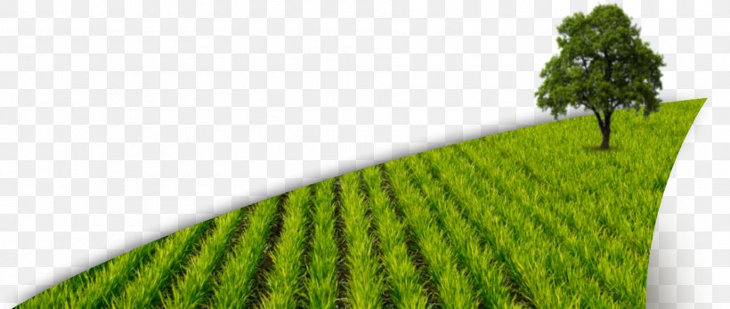 Paddy Field Crop Plant Agriculture, PNG, 1880x796px, Paddy Field, Agriculture, Crop, Energy, Farm Download Free