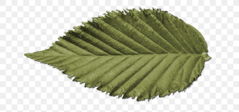 Symmetry Nature, PNG, 740x386px, Symmetry, Leaf, Nature Download Free