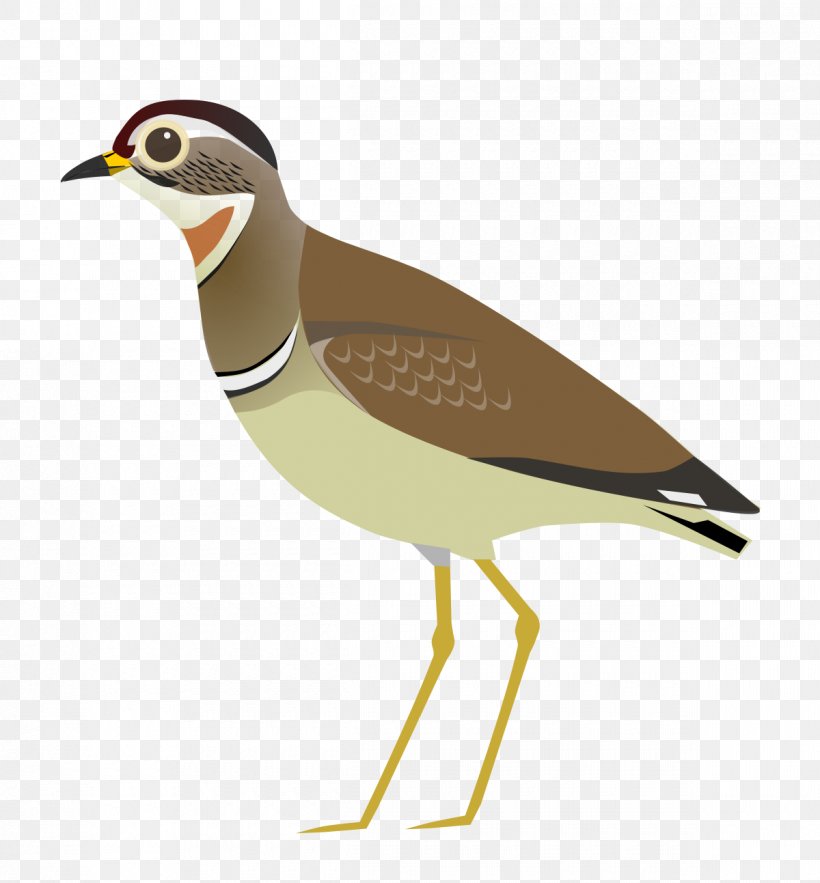 Wader Bird Jerdon's Courser Cream-colored Courser, PNG, 1200x1293px, Wader, Beak, Bird, Charadriiformes, Courser Download Free