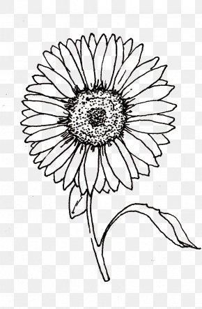 Sunflower Oil - Drawing Line Art Visual Arts PNG