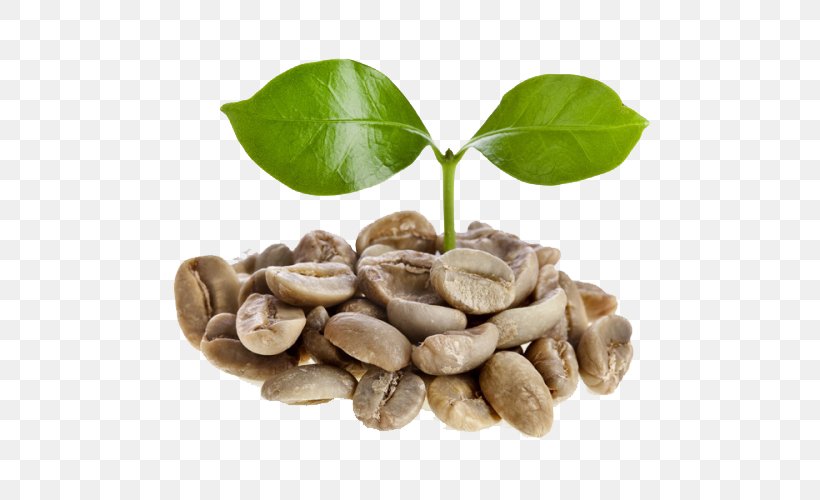 Green Coffee Extract Coffee Bean Espresso Dry Roasting, PNG, 500x500px, Coffee, Appetite, Bean, Coffee Bean, Commodity Download Free