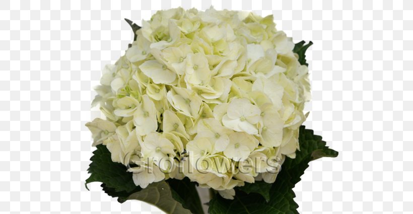 Hydrangea Cut Flowers White Green, PNG, 640x425px, Hydrangea, Cornales, Cut Flowers, Diameter, Floral Design Download Free