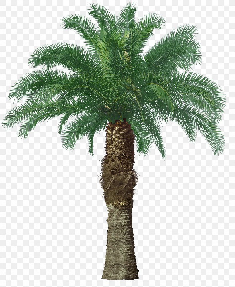 Palm Oil Palm Trees Clip Art Fruit Tree, PNG, 2043x2500px, Palm Oil, Arecales, Attalea Speciosa, Blended Oil, Borassus Flabellifer Download Free