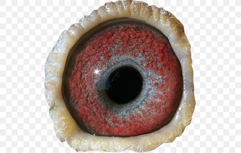 Treacle Tart Eye Close-up, PNG, 520x520px, Treacle Tart, Closeup, Eye Download Free
