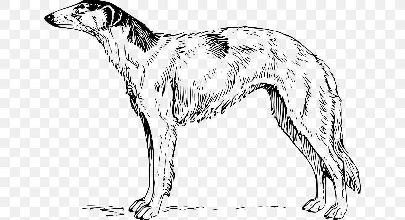 Borzoi Whippet Airedale Terrier Irish Wolfhound Greyhound, PNG, 640x447px, Borzoi, Airedale Terrier, American Staghound, Artwork, Black And White Download Free