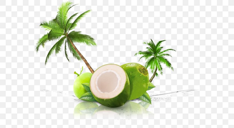 Coconut Water Coconut Milk Thai Cuisine Juice, PNG, 577x451px, Coconut Water, Bottle, Coconut, Coconut Milk, Coconut Oil Download Free