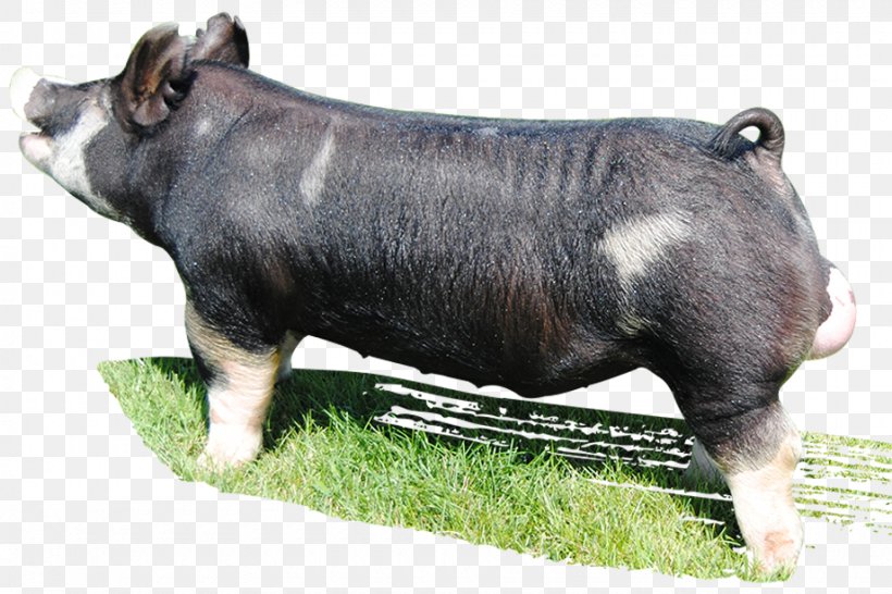 Berkshire Pig Breed Snout Livestock Farm, PNG, 920x613px, Berkshire Pig, Animal, Breed, Dog Breed, Domestic Pig Download Free