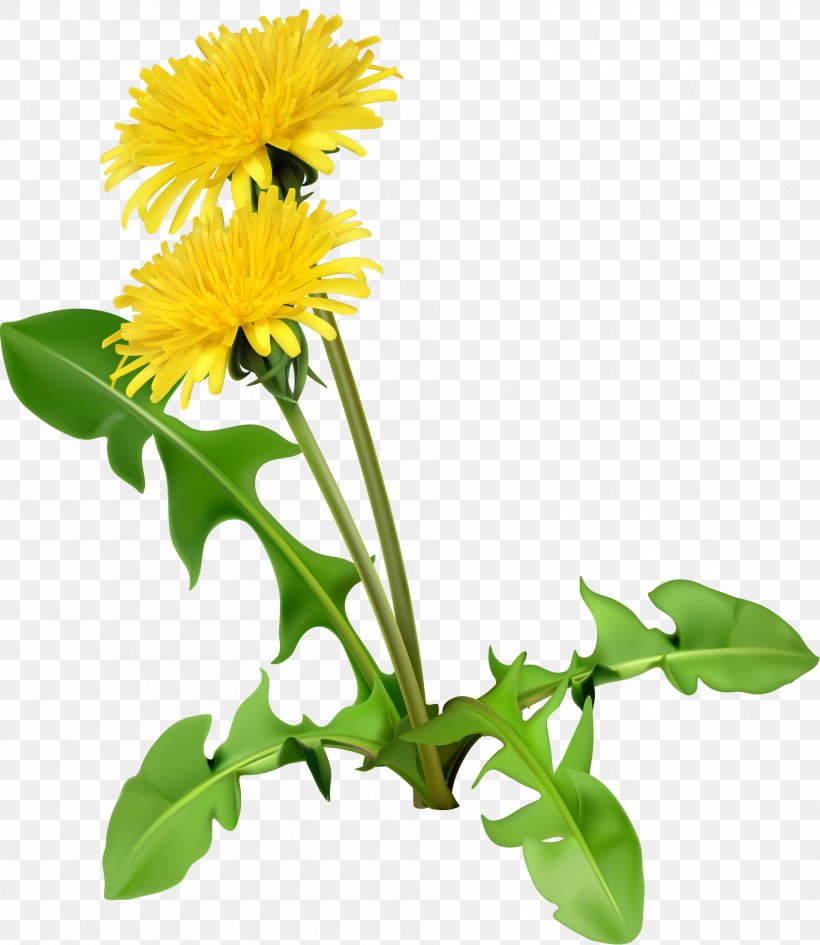 Common Dandelion Dandelion Coffee Flower Seed, PNG, 1901x2192px, Common Dandelion, Annual Plant, Chrysanths, Cut Flowers, Daisy Download Free