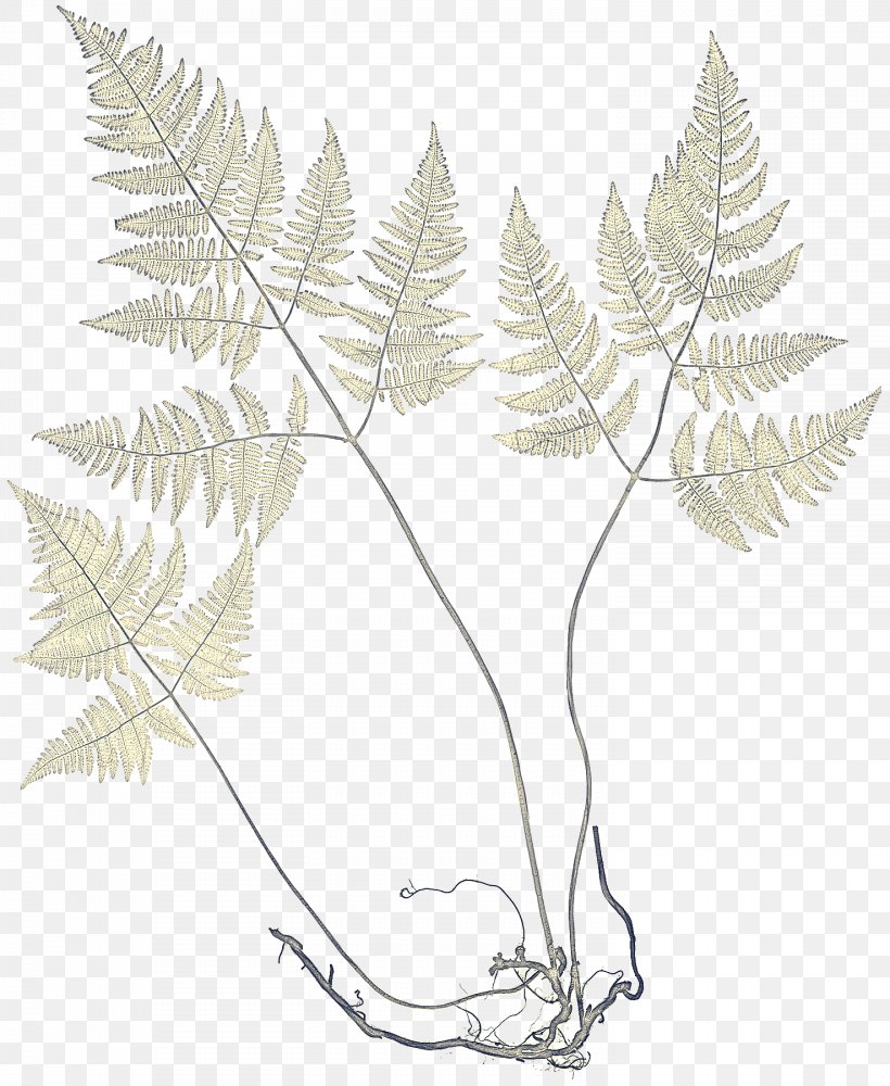 Fern, PNG, 1476x1800px, Leaf, Fern, Ferns And Horsetails, Flower, Plant Download Free