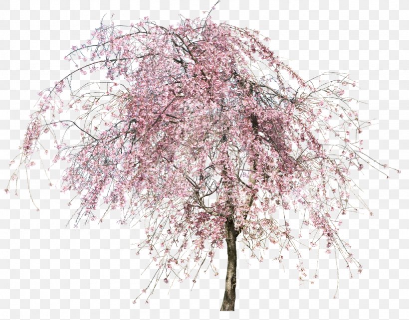 Tree Flower, PNG, 1024x802px, Tree, Blossom, Branch, Cherry Blossom, Data Download Free