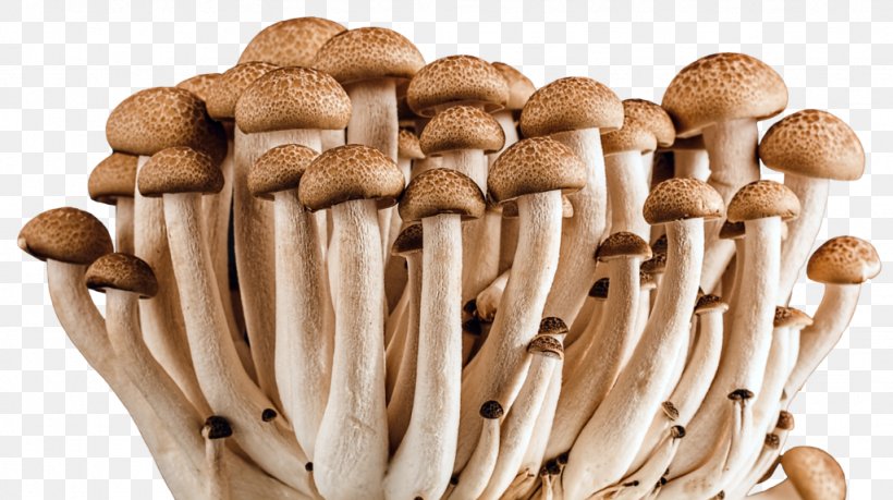 Edible Mushroom Fungus Medicinal Fungi Vegetable, PNG, 1024x574px, Mushroom, Agaricus, Edible Mushroom, Food, Fungus Download Free
