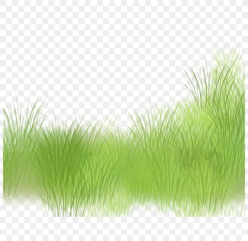 Green Grasses Pattern, PNG, 800x800px, Grasses, Family, Grass, Grass Family, Green Download Free
