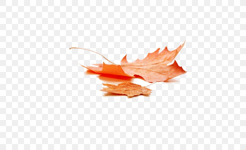 Autumn Leaf Color Maple Leaf, PNG, 500x500px, Autumn, Art, Autumn Leaf Color, Leaf, Maple Leaf Download Free