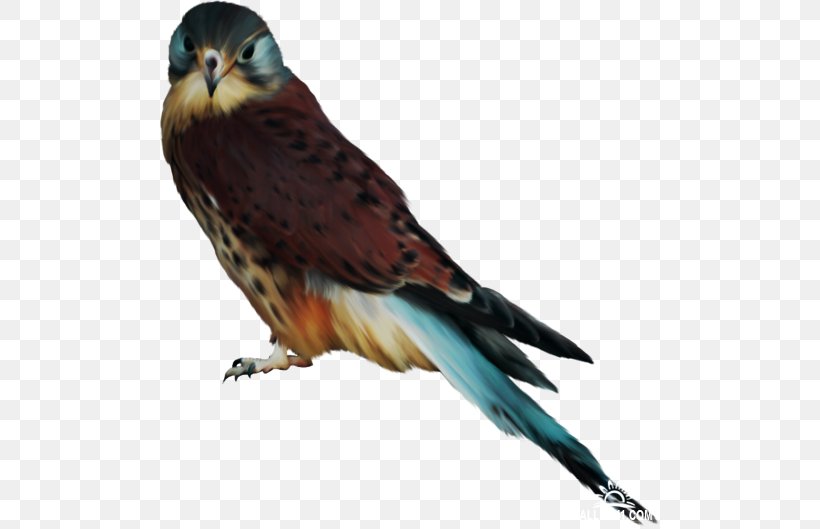 Bird Hawk Eagle Clip Art, PNG, 500x529px, Bird, Animal, Beak, Bird Of Prey, Eagle Download Free
