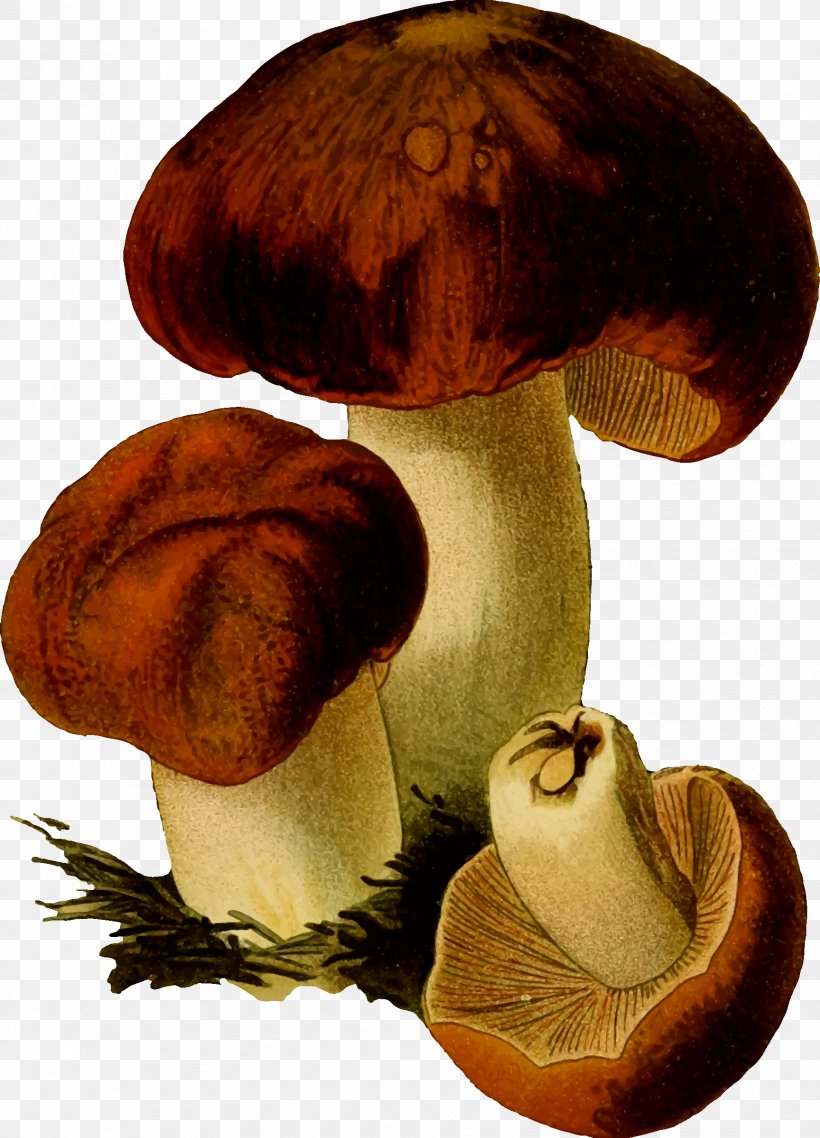 Edible Mushroom Fungus Clip Art, PNG, 1728x2400px, Mushroom, Agaricaceae, Agaricomycetes, Agaricus, Common Mushroom Download Free