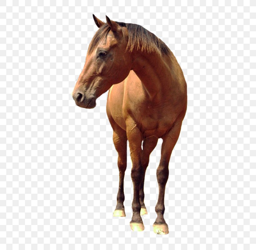 Horse Android Tattoo Design Maker, PNG, 600x800px, Horse, Android, Android Nougat, Android Oreo, Bridle Download Free