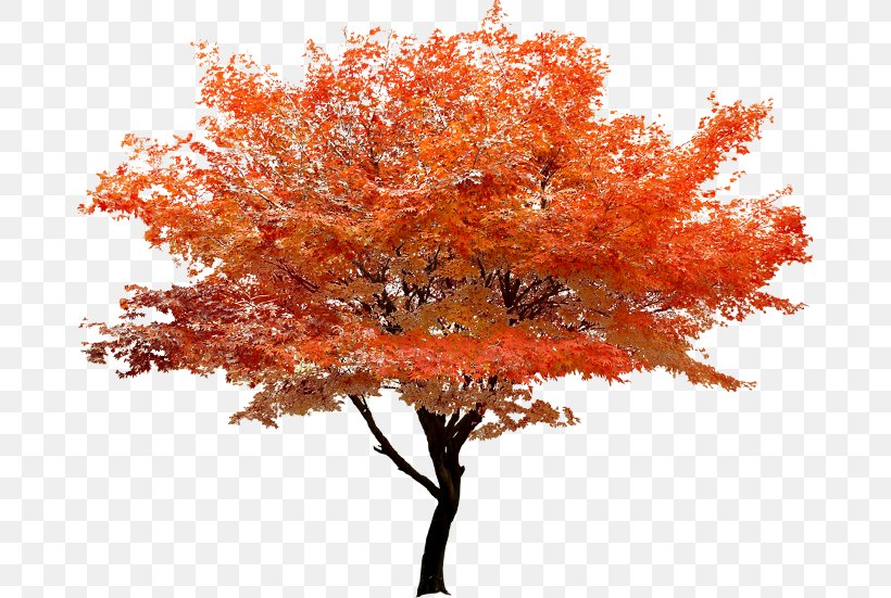 Red Maple Tree Clip Art, PNG, 677x551px, Red Maple, Autumn, Branch, Maple, Maple Leaf Download Free