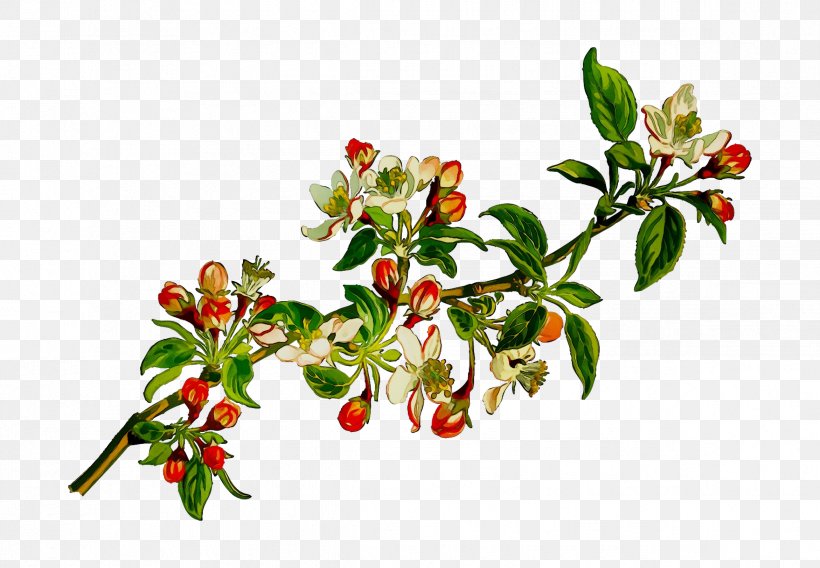 Silver Buffaloberry Lingonberry Rose Hip Holly, PNG, 2342x1625px, Silver Buffaloberry, Arctostaphylos, Arctostaphylos Uvaursi, Berry, Branch Download Free