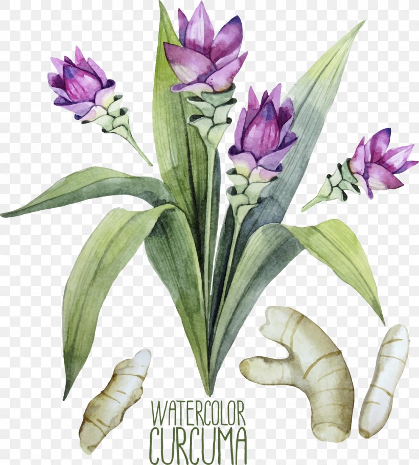Turmeric Watercolor Painting Curcuma Zedoaria Illustration, PNG, 1089x1210px, Turmeric, Curcuma Zedoaria, Drawing, Flora, Floral Design Download Free
