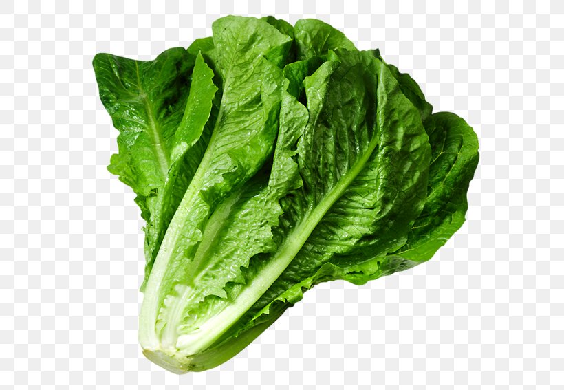 Butterhead Lettuce Iceberg Lettuce Caesar Salad Clip Art, PNG, 600x567px, Butterhead Lettuce, Cabbage, Caesar Salad, Carrot, Celtuce Download Free