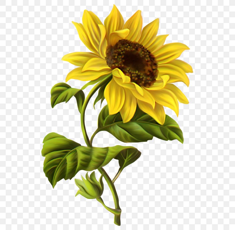 Common Sunflower Drawing Watercolor Painting Clip Art, PNG, 559x800px, Common Sunflower, Art, Botanical Illustration, Cut Flowers, Daisy Family Download Free