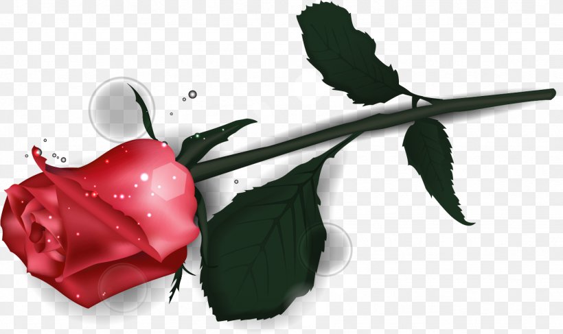 Garden Roses Valentine's Day, PNG, 1434x852px, Rose, Coreldraw, Cut Flowers, Flower, Flowering Plant Download Free