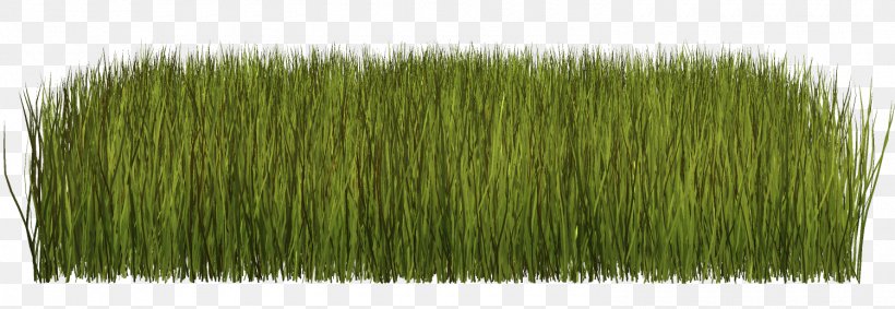 Grass Clip Art Herbaceous Plant Lawn, PNG, 1500x518px, Grass, Grass Family, Grasses, Herbaceous Plant, Lawn Download Free