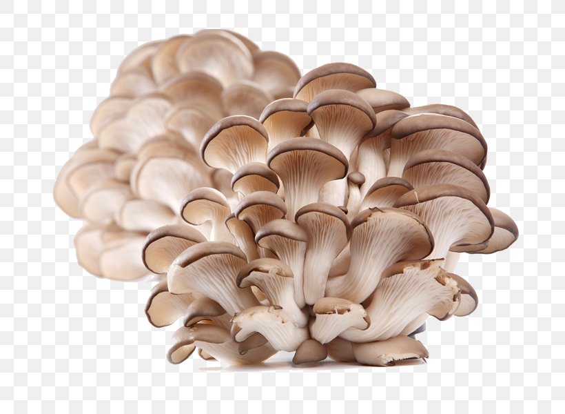 Oyster Mushroom Pleurotus Eryngii Edible Mushroom, PNG, 692x600px, Oyster, Common Mushroom, Edible Mushroom, Food, Fungiculture Download Free