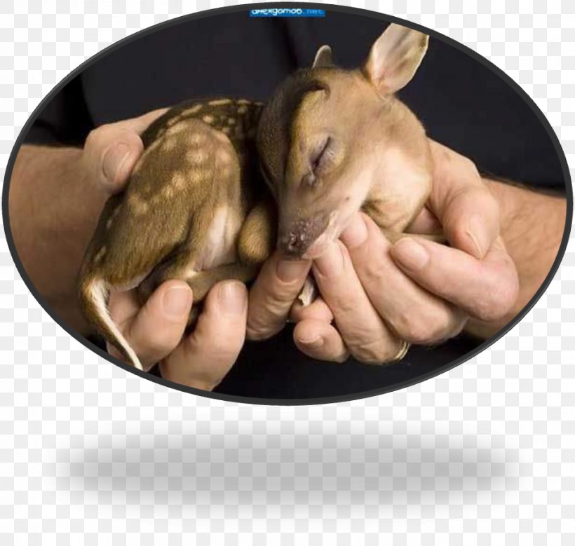 Water Deer Infant Cuteness Child, PNG, 957x910px, Deer, Animal, Birth, Caesarean Section, Child Download Free