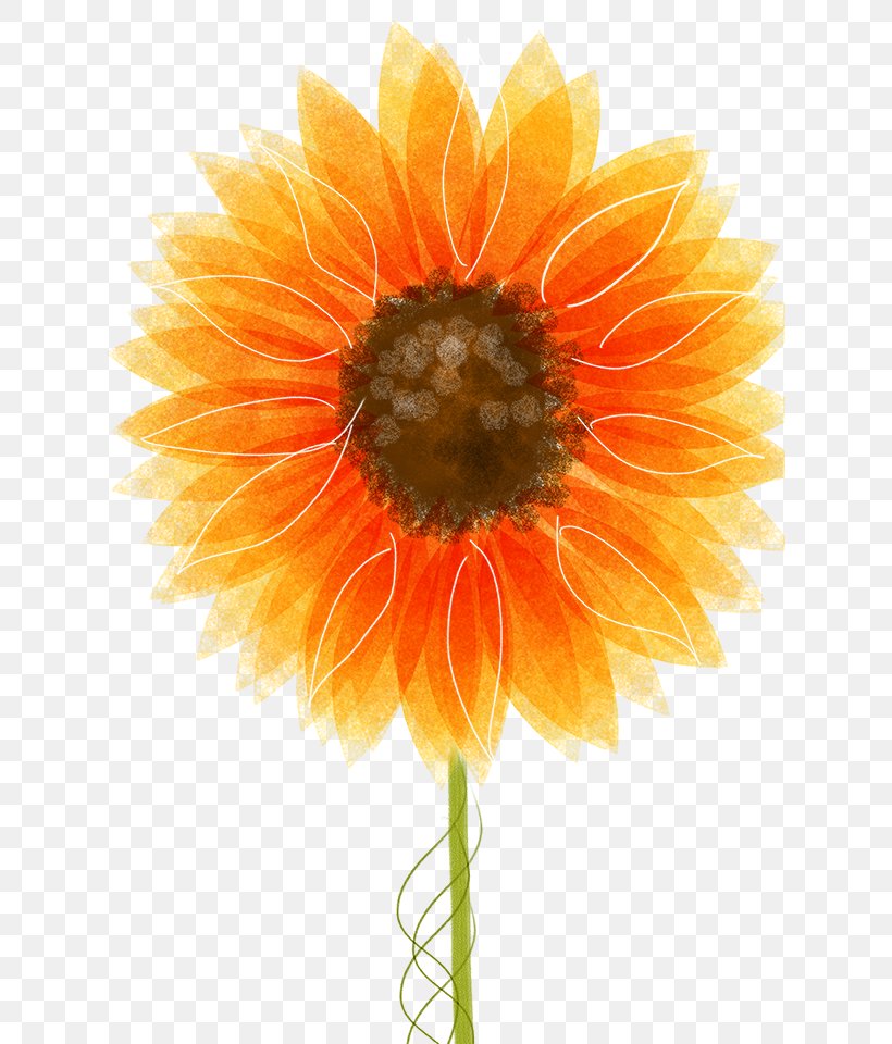 Drawing Common Sunflower Illustration, PNG, 624x960px, Drawing, Common Sunflower, Curtain, Cut Flowers, Dahlia Download Free