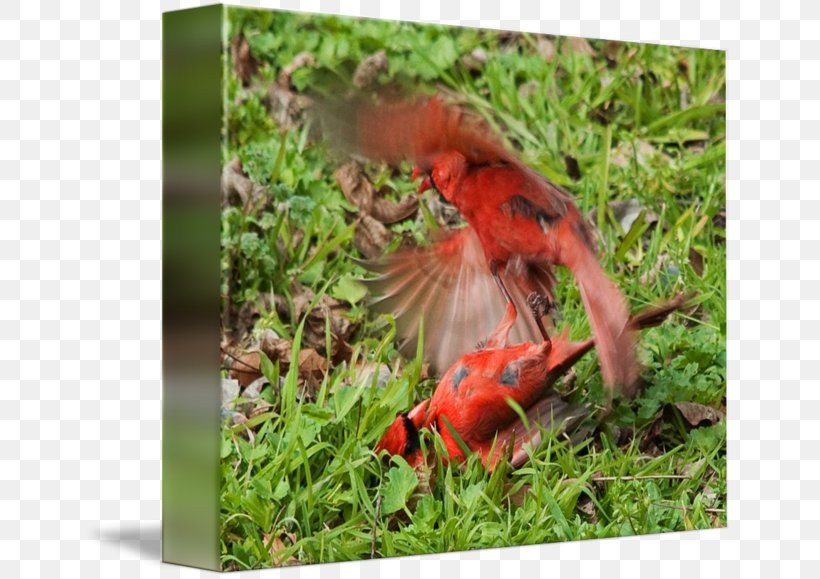 Ecosystem Fauna Wildlife Beak, PNG, 650x579px, Ecosystem, Beak, Bird, Cardinal, Fauna Download Free