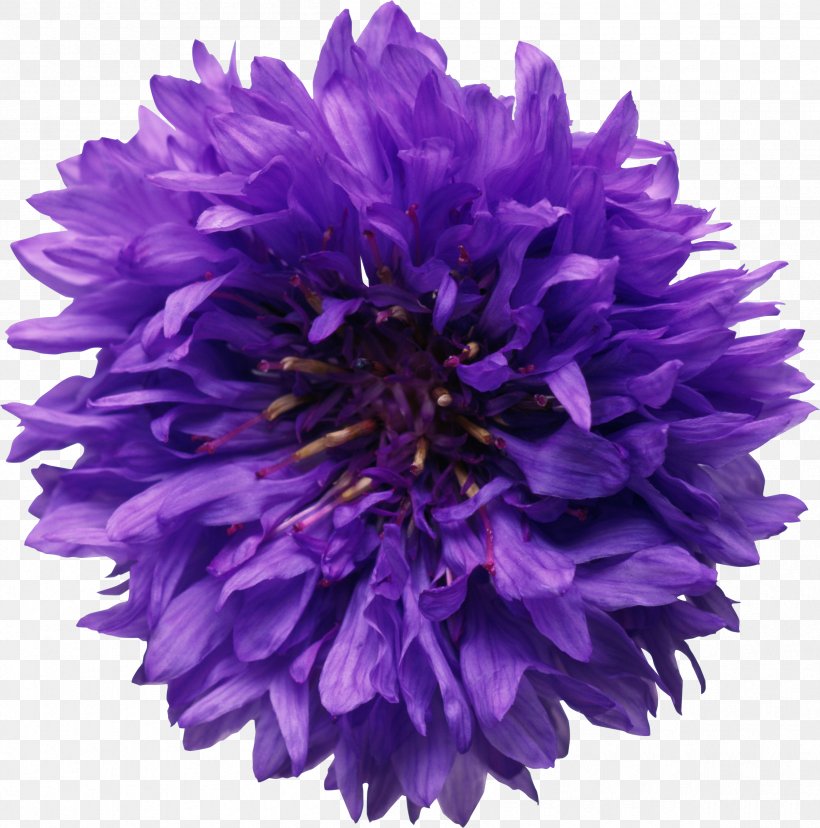 Flower Chemistry Experiment Chemical Reaction Sodium, PNG, 2405x2429px, Flower, Annual Plant, Aster, Centaurea Montana, Chemical Reaction Download Free