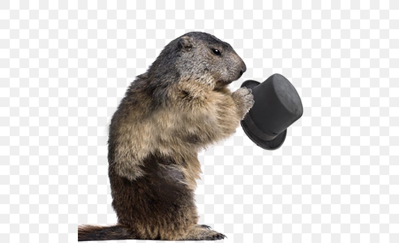 Groundhog Alpine Marmot Rodent Stock Photography, PNG, 500x500px, Groundhog, Beaver, Fur, Groundhog Day, Mammal Download Free