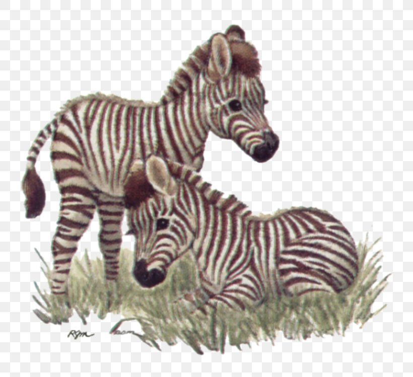 Quagga Giraffe Baby Tigers Baby Jungle Animals, PNG, 800x749px, Quagga, Animal, Animal Figure, Animal Illustrations, Baby Jungle Animals Download Free