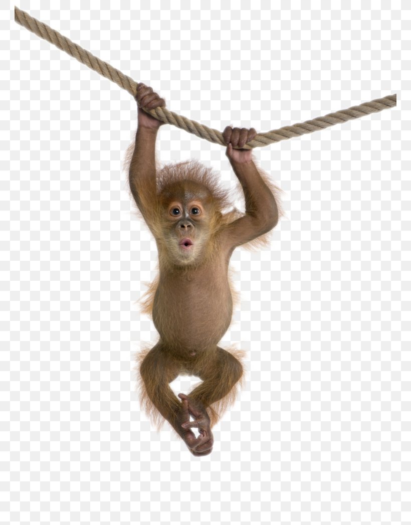 Rhesus Macaque Monkey Clip Art, PNG, 762x1047px, Rhesus Macaque, Gray Langur, Image File Formats, Macaque, Mammal Download Free