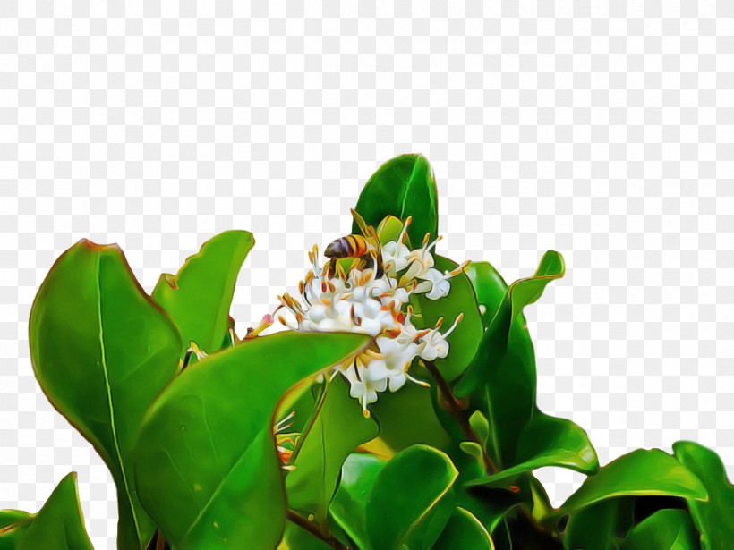 Leaf Flora Tree Flower Science, PNG, 1200x900px, Leaf, Biology, Flora, Flower, Plant Structure Download Free
