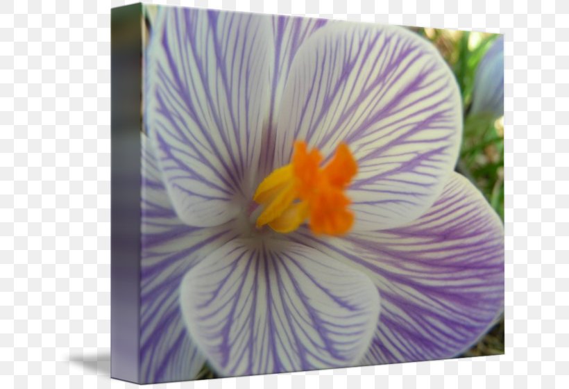 Pansy Crocus Violet Petal, PNG, 650x560px, Pansy, Crocus, Flower, Flowering Plant, Iris Download Free