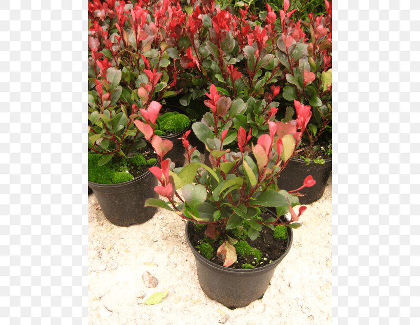Red Tip Photinia Shrub Bearberry Red Robin Plant, PNG, 560x636px, Red Tip Photinia, Arctostaphylos, Arctostaphylos Uva Ursi, Bearberry, Begonia Download Free