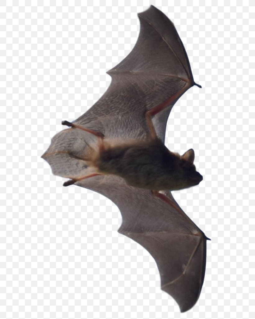 Bat Attic Mammal Oakland County Overland Park, PNG, 606x1023px, Bat, Attic, Beetle, Business, Com Download Free
