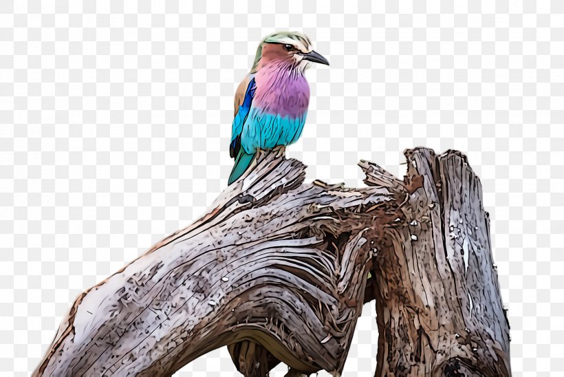 Bird Beak Roller Branch Coraciiformes, PNG, 2448x1636px, Bird, Beak, Branch, Coraciiformes, Roller Download Free