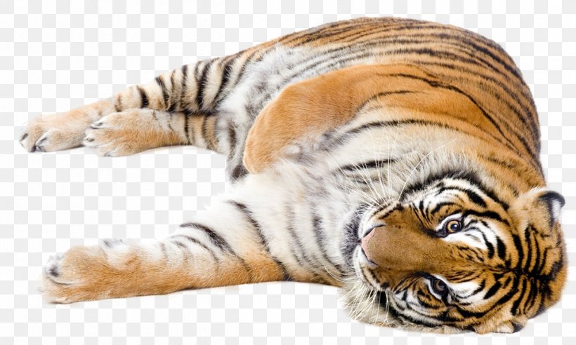 Cat Lion Felidae Bengal Tiger Siberian Tiger, PNG, 1245x748px, Cat, Animal Figure, Bengal Tiger, Big Cat, Big Cats Download Free